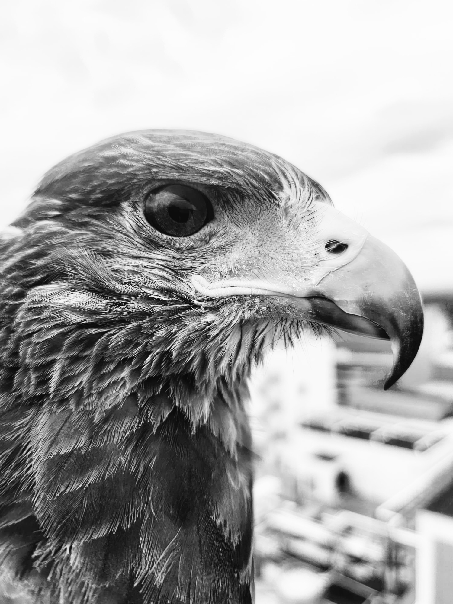 Close-up van een roofvogel