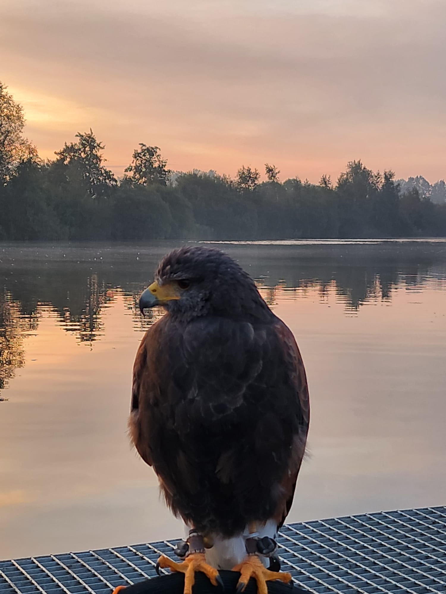 Roofvogel bij water bij zonsondergang